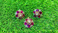 Shocking pink 1Ct Locket & Ear Studs