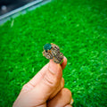 Gold plated ring with emerald green stone